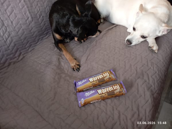 Small dogs rest on sofa in Burgas home