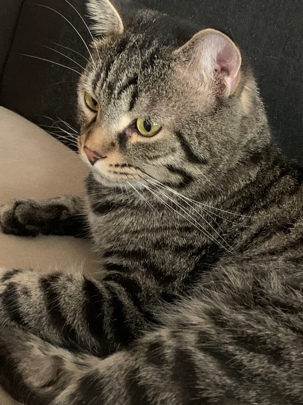 Gray tabby cat photographed resting indoors in Stavropol