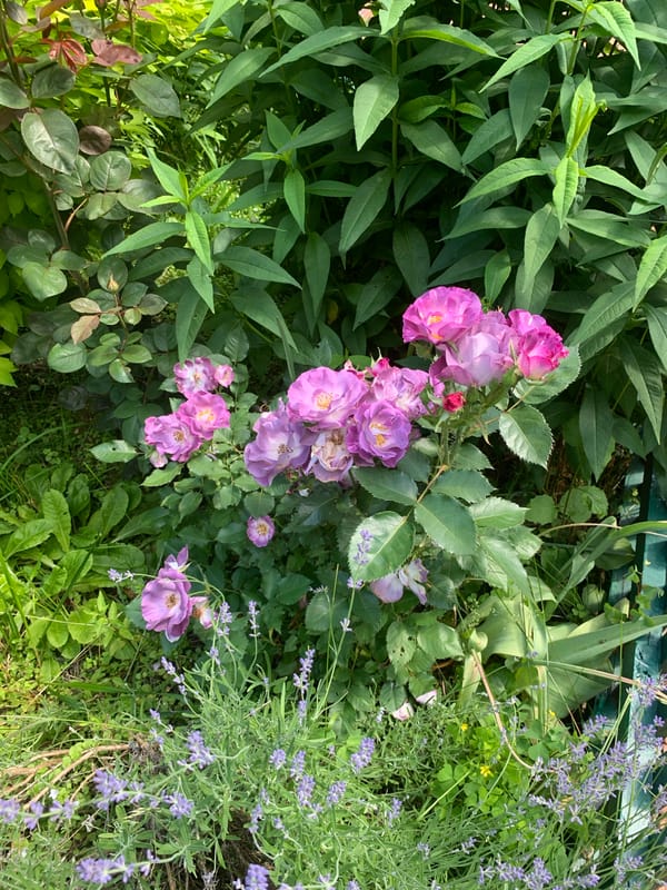 Garden details, a dirt bike, and everyday odds and ends