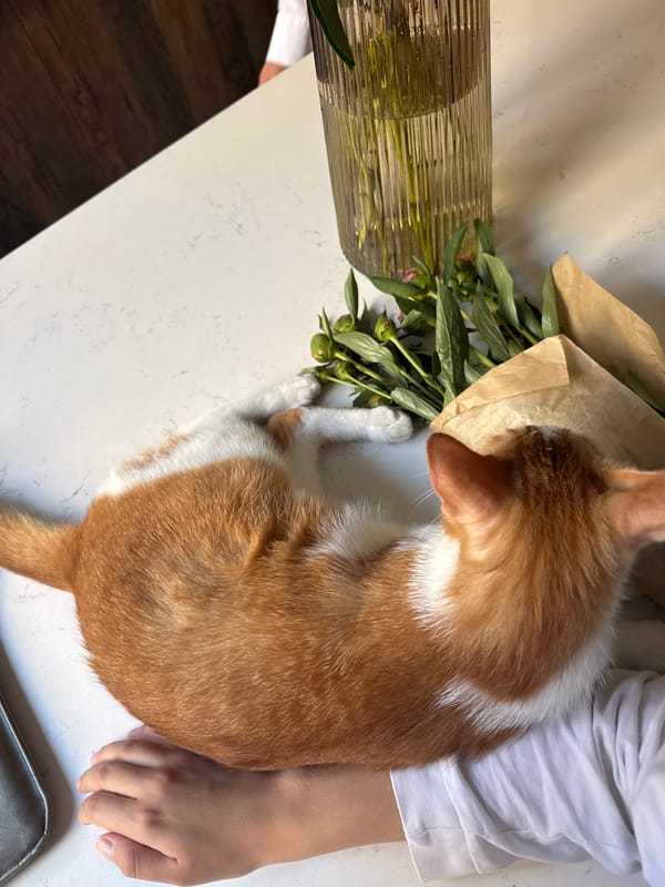 Cat spotted on countertop near flowers in Belgrade suburb