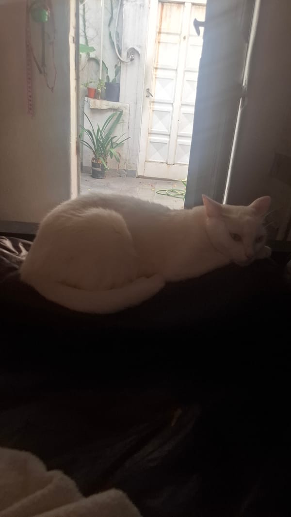 Cat and dog rest together on couch in Argentina