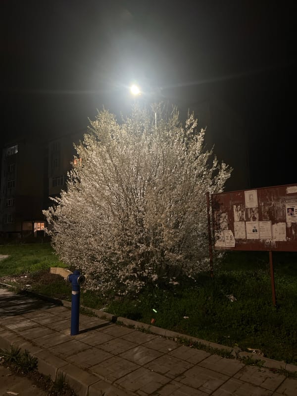 Evening documentation of blooming trees and streets in Karnobat
