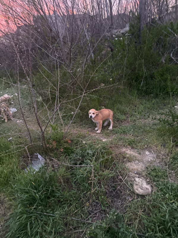 Child encounters stray puppies through fence at dusk in Varna