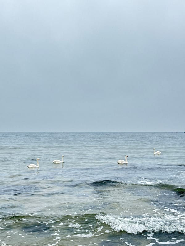 Dog plays on Bulgarian beach as swans swim nearby