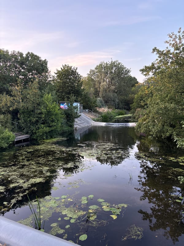 Canal walk in Chelmsford, blackberries ripening alongside lily-pad water
