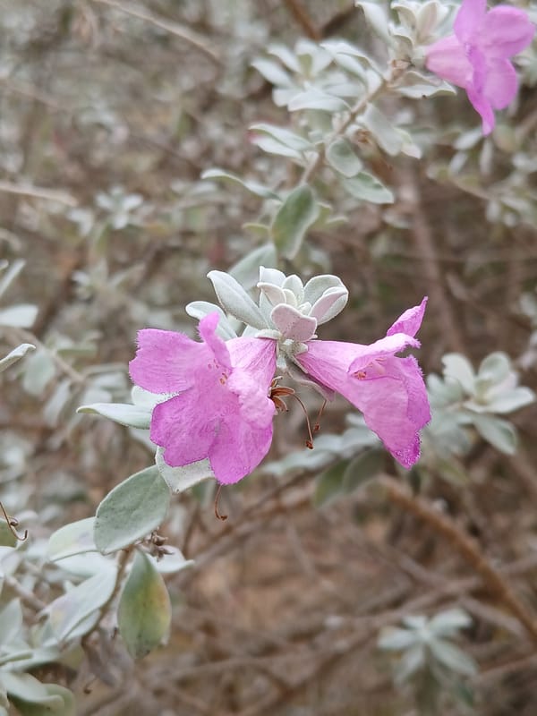 Quiet evening at home with cats, food, and flowers