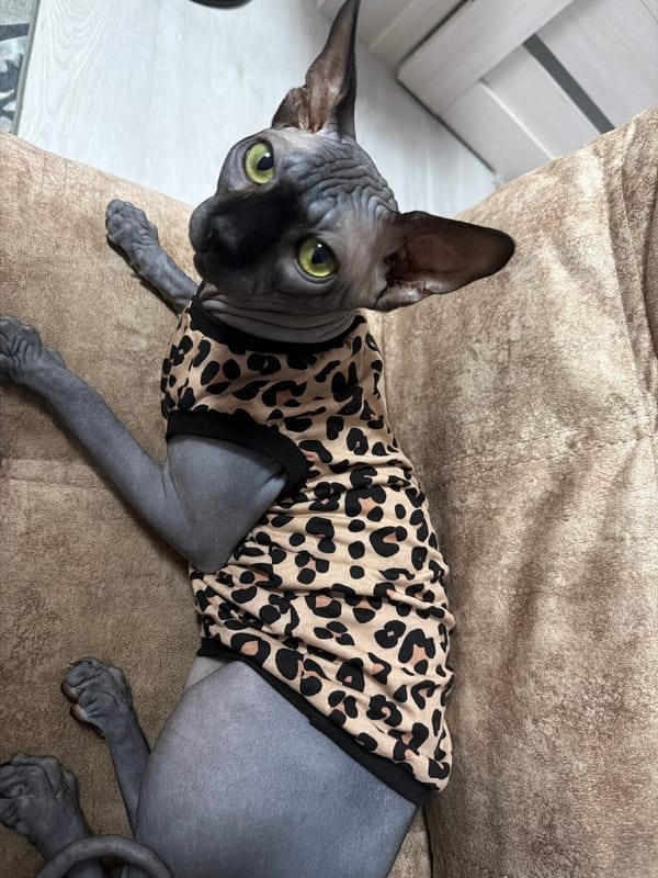 Dressed-up Sphynx cat relaxing at home in Kaliningrad