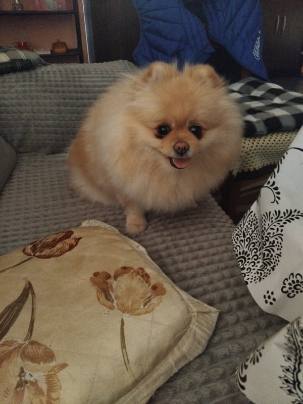 Pomeranian dog photographed relaxing at home in Bulgaria