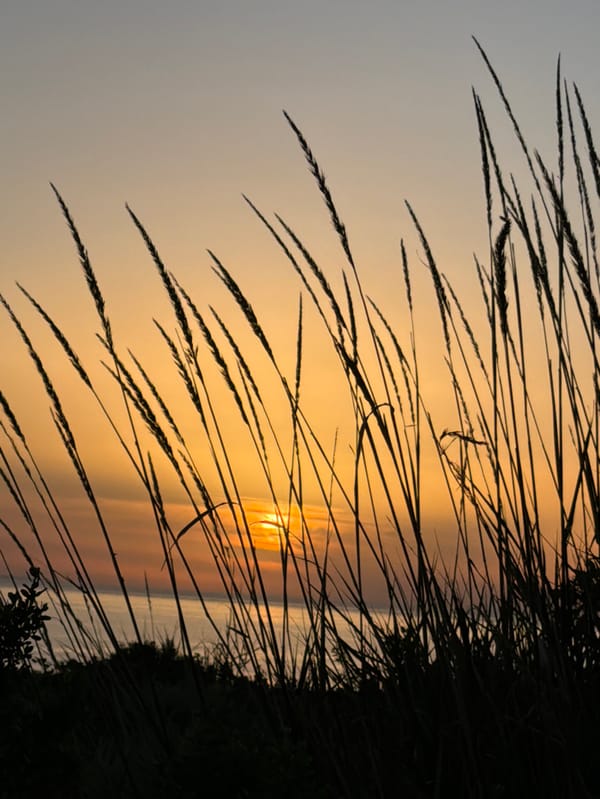 Dawn nature photography captures sunset grasses, pink flowers in Palos Verdes