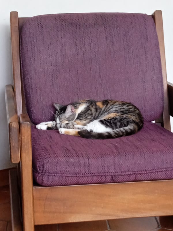 Calico cat sleeps peacefully on purple chair cushion