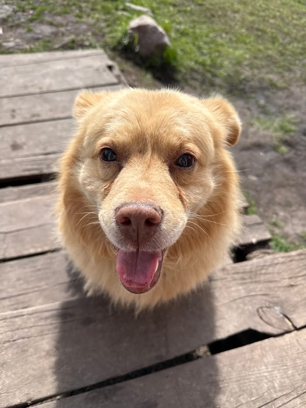 Pet photos captured in Tyulyuk Russia morning hours