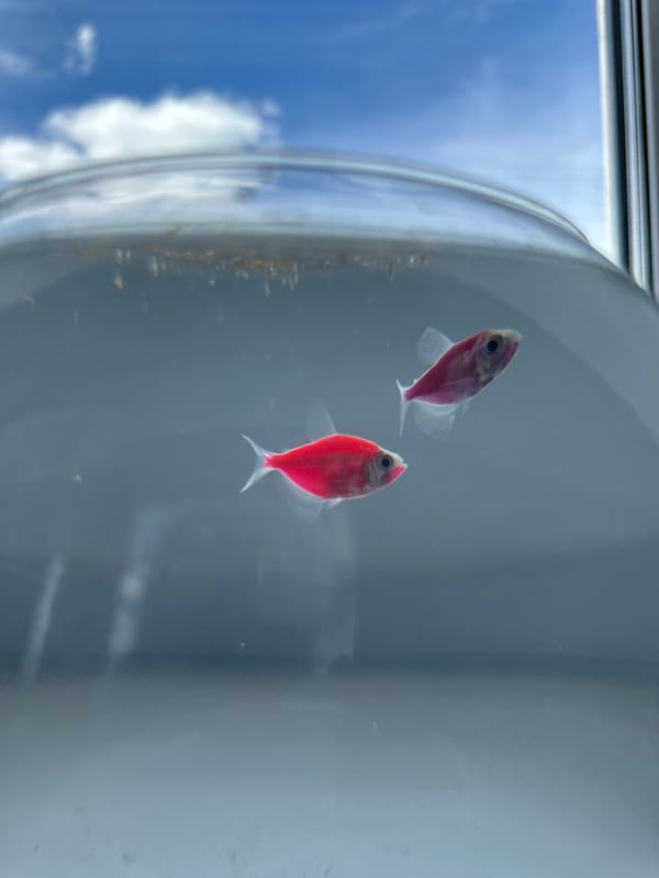Morning observations: GloFish swimming, chocolate and coffee break documented