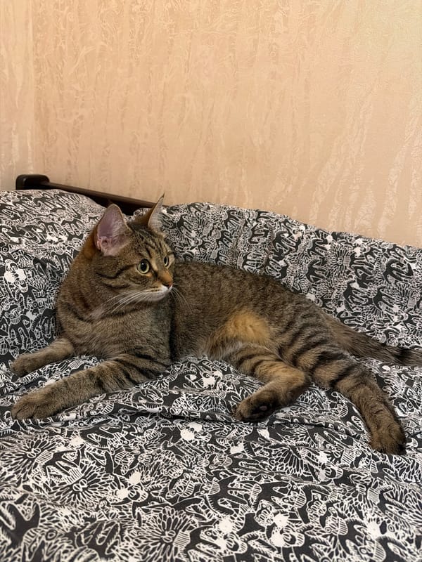 Tabby cat resting on a patterned surface in Saint Petersburg