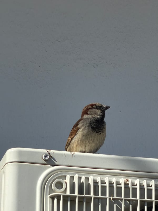 Small bird and coniferous tree observed in Yuzhny, Russia
