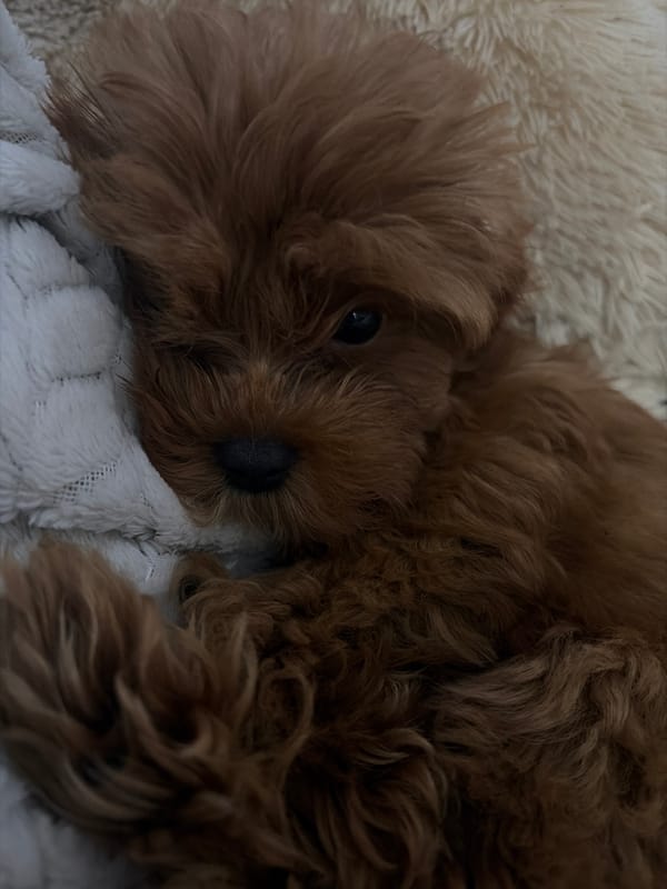 Fluffy brown puppy deep in nap mode on soft bedding