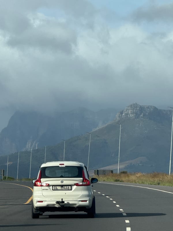 Vehicle traffic and cattle observed near Stellenbosch countryside
