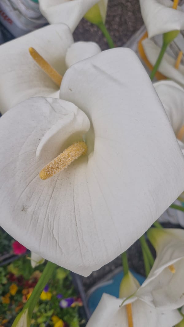 Early morning flower photography session documented in Plovdiv