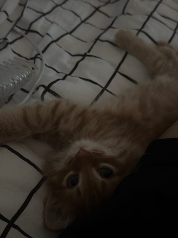Ginger kitten plays on checkered bed in Khimki