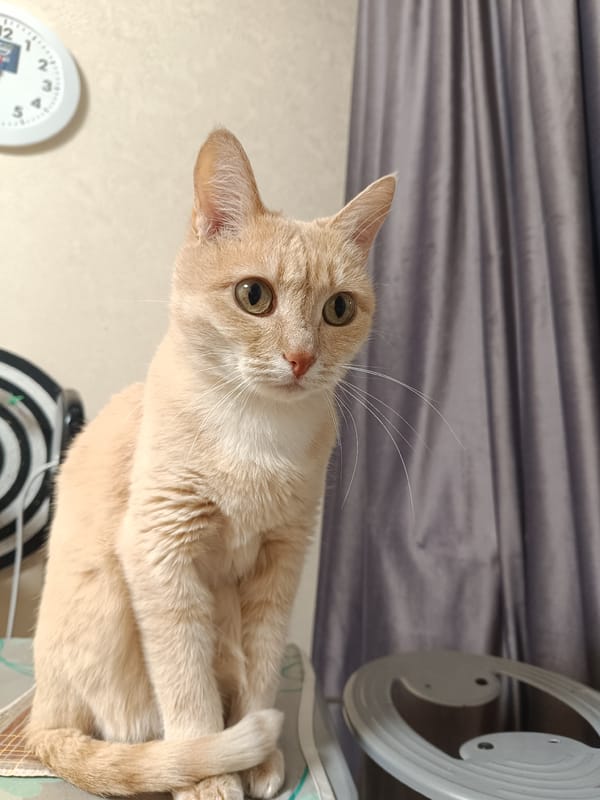 Orange cat spotted sitting indoors in Naberezhnye Chelny