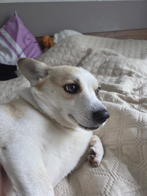 Lazy afternoon with pets and home cooking documented