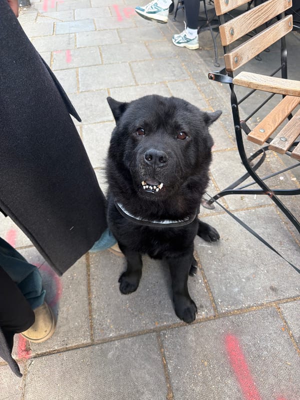 Black Chow Chow rests on London sidewalk with owners