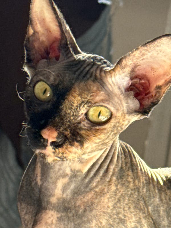 Intimate moments with Sphynx cat and meal captured indoors