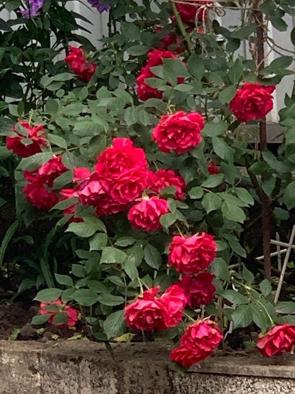 Garden flowers documented in 22-minute morning observation session