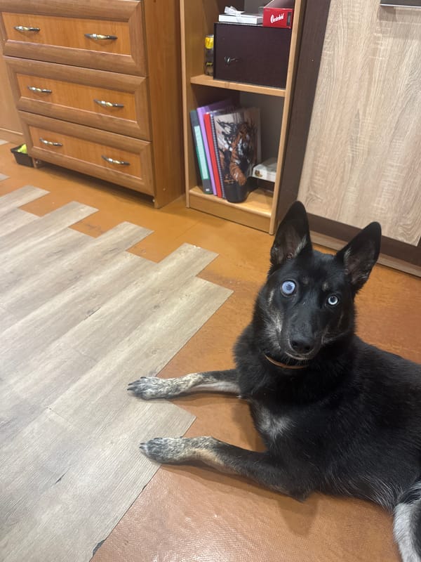 Black blue-eyed dog rests on mixed flooring in Kaliningrad