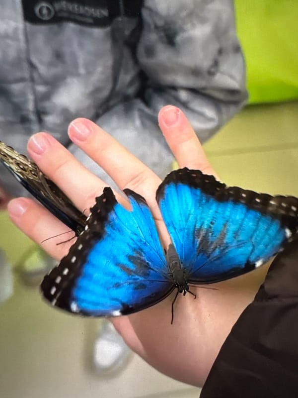 Domestic moments with cats, butterfly, fresh bread documented in Solikamsk