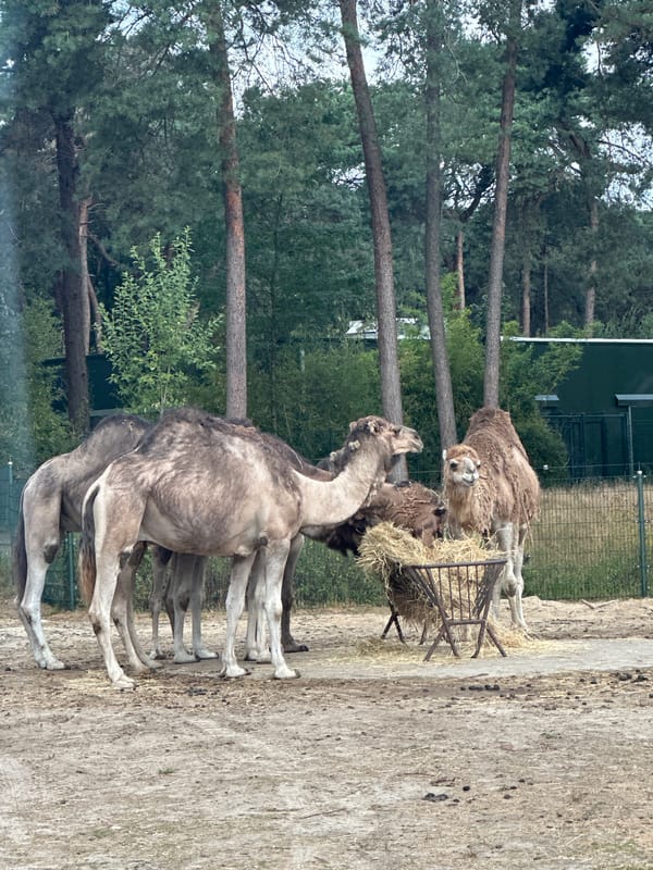Camels and zebras at a Dutch safari park on a summer morning