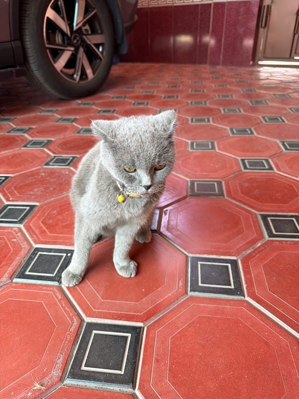 Gray cat with bell collar relaxes on tiled floor in Tashkent