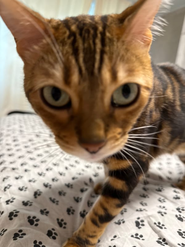 Afternoon at home with Bengal cats, a hamster, and selfies