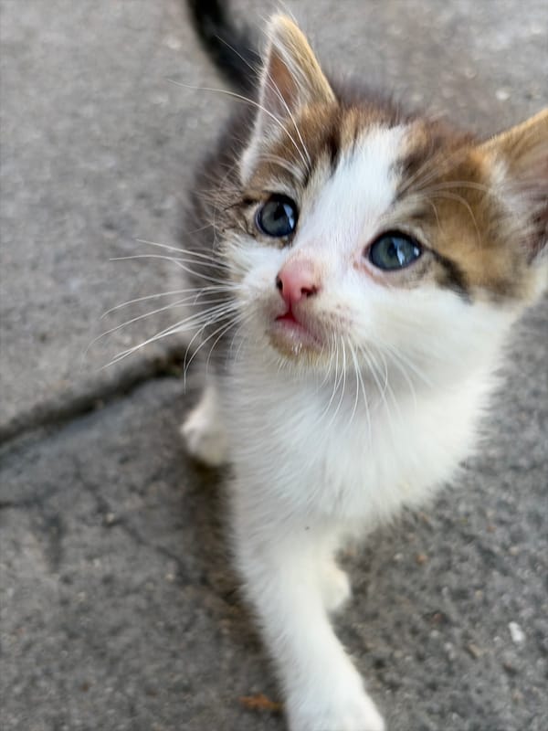 Mother cat nurses kittens on concrete pavement