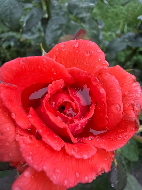 Roses, raspberries, and rain-soaked leaves after a shower