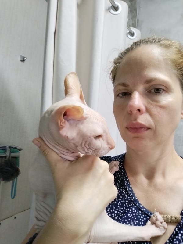 Sphynx cat and quiet home life in Zavodoukovsk