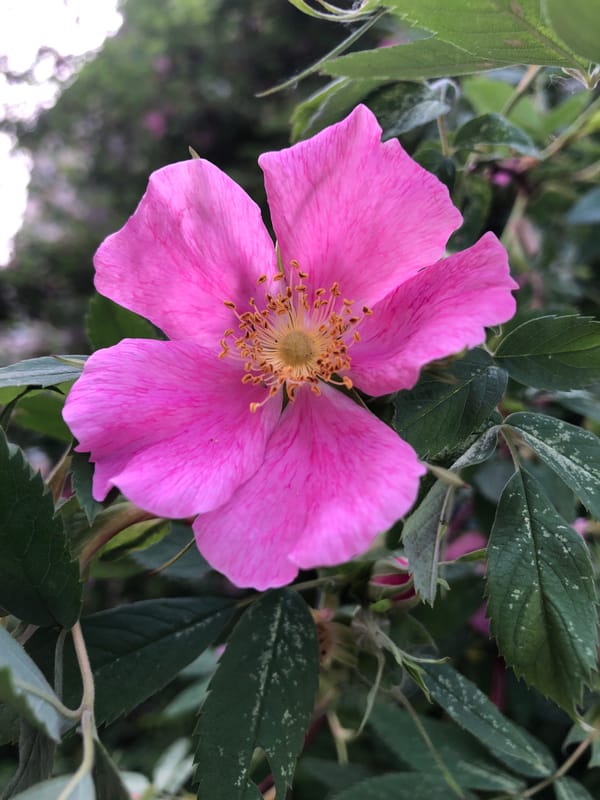 Early morning nature photography session captures spring blooms in Chaikovsky