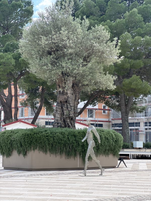 Mature olive tree documented in Radovići public space