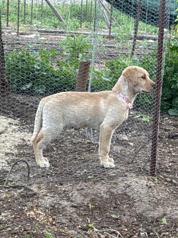 Tan Labrador puppy spotted in fenced yard in Bulgarian village