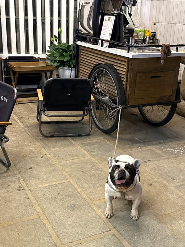 French Bulldog spotted at outdoor cafe in Đà Lạt