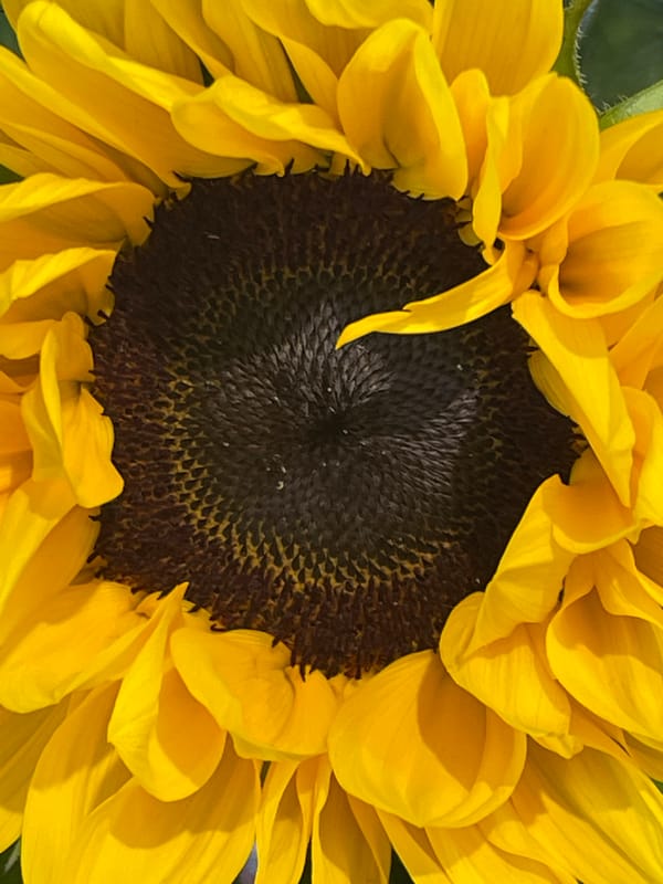 Botanical photography session documents sunflower and pine specimens