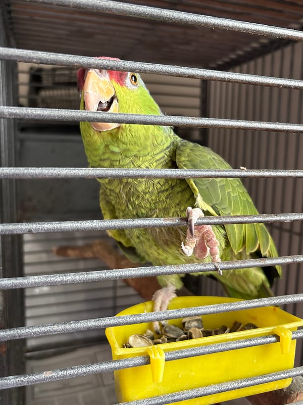 Caged parrot and cockatoo spotted in Jesús del Monte