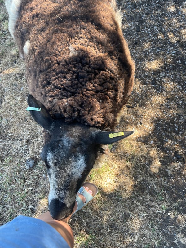 Visitor documents pastoral sheep encounter near Ashford church ruins
