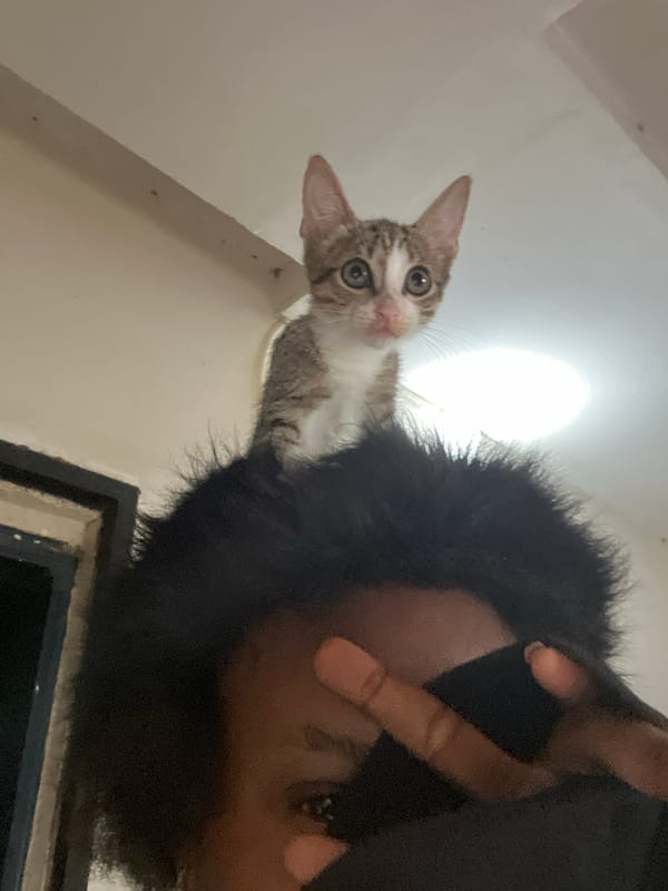 Tabby kitten explores a room, climbs heads, grooms itself