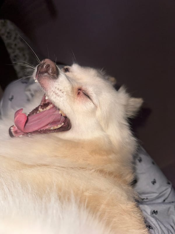 Dog caught yawning in Sofia home