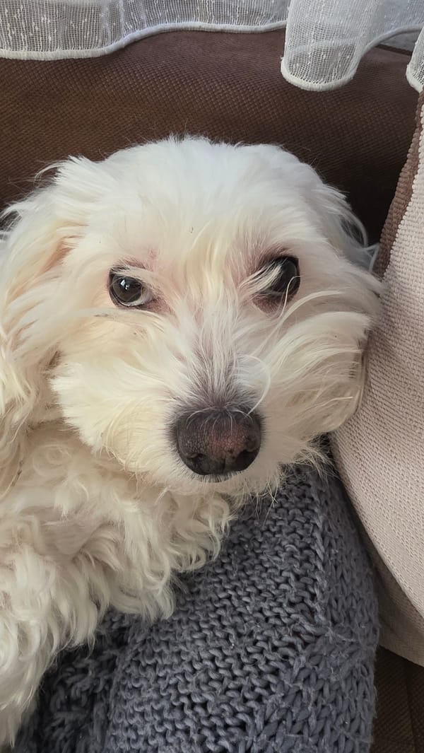 Morning moments with pet dog and decorative fabric in Bulgaria