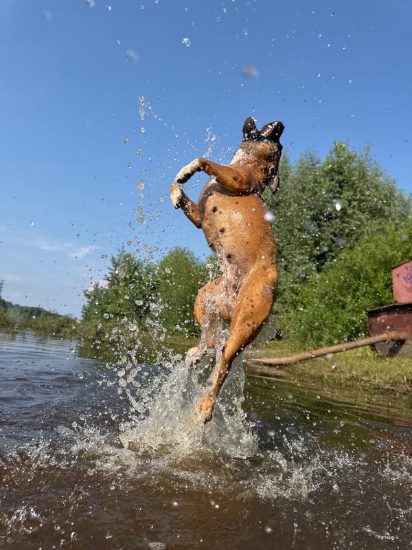 Dog jumping from dark water on a sunny Russian summer day