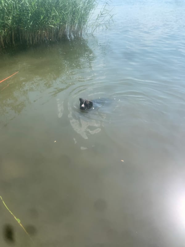 A busy summer afternoon at the Kosy riverbank