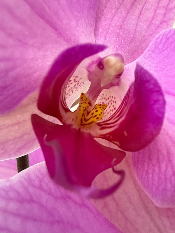 Spring morning flower and plant observations in Alanya