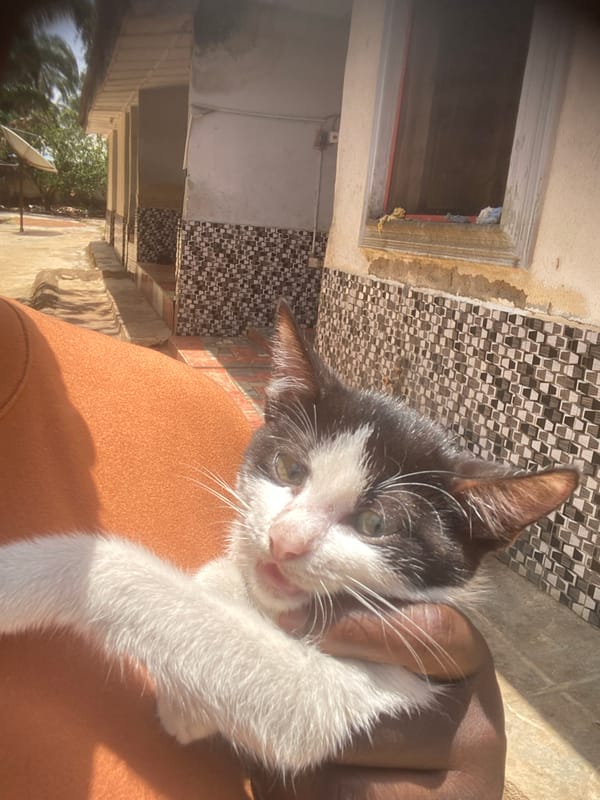 Tuxedo kitten photographed in Maigizo, Nigeria
