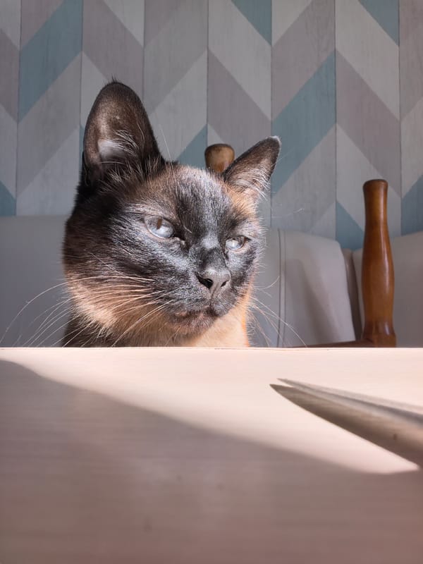 Siamese cat photographed at table in Froly, Russia